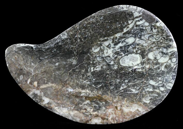 Teardrop Fossil Goniatite Dish - Stoneware #62432